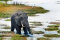 African Bull Elephant standing in a shallow lagoon with trunk extended and a cattle egret in the background, south luangwa