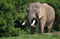 African Bull Elephant with Tusks Royalty Free Stock Photo