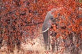 African Bull elephant walks through red Mopane trees Royalty Free Stock Photo