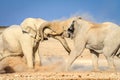 African bull elephants fighting at waterhole in Etosha National Park, Namibia, Africa Royalty Free Stock Photo