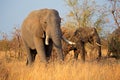 African bull elephants