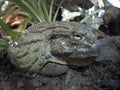 African Bullfrog Royalty Free Stock Photo