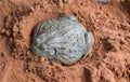 african bullfrog Royalty Free Stock Photo