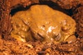 African Bullfrog Royalty Free Stock Photo