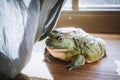 The African bullfrog in front of window