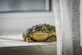 The African bullfrog in front of window