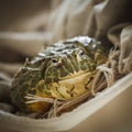 The African bullfrog in front of window