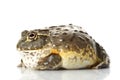 African Bullfrog/Pixie Frog Royalty Free Stock Photo