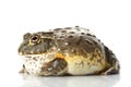 African Bullfrog/Pixie Frog