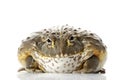 African Bullfrog/Pixie Frog