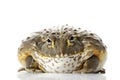 African Bullfrog/Pixie Frog Royalty Free Stock Photo