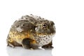 African Bullfrog/Pixie Frog