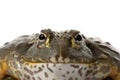 African Bullfrog/Pixie Frog Royalty Free Stock Photo