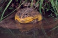 African bullfrog (pyxicephalus adspersus)