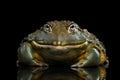 African bullfrog Pyxicephalus adspersus Frog isolated on Black Background
