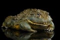 African bullfrog Pyxicephalus adspersus Frog isolated on Black Background Royalty Free Stock Photo