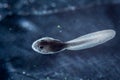 The African bullfrog tadpole in the water