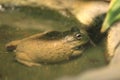 African bullfrog Royalty Free Stock Photo