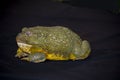 African Bull Frog on a black background Royalty Free Stock Photo