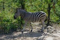 African Burchell Zebra in the wilderness alone Royalty Free Stock Photo