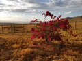 African Bush bougainvillea at sunset with Lake Nakura in the distance