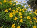 African bush daisy or bull`s-eye or Euryops chrysanthemoides flowering plant in bloom Royalty Free Stock Photo