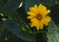 African bush daisy on a bush in full bloom 2 Royalty Free Stock Photo