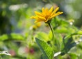 African bush daisy on a bush in full bloom Royalty Free Stock Photo