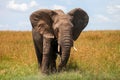 African bush elephant Royalty Free Stock Photo