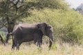 African Bush elephant