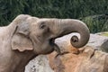 The African bush elephant also known as the African savanna elephant Royalty Free Stock Photo