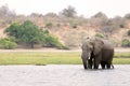 African Bush Elephant, bronze color from a swim and the morningÃ¢â¬â¢s golden light, crossing the Chobe River. Royalty Free Stock Photo