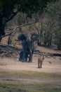 African bush elephant with calf confronts lioness
