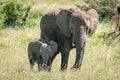 African bush elephant and calf stand side-by-side