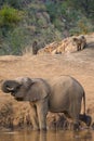 African bush elephant and Chacma baboons. Madikwe Game Reserve, South Africa Royalty Free Stock Photo