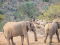 African bush elephant and Chacma baboons. Madikwe Game Reserve, South Africa Royalty Free Stock Photo