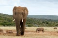 African Bush Elephant Coming closer and closer