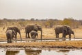 African Bush Elephant Cows and Calves Drinking at Waterhole