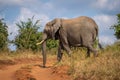African bush elephant crosses red sandy track Royalty Free Stock Photo