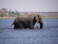 African bush elephant crossing Chobe river Royalty Free Stock Photo