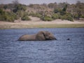 African bush elephant crossing Chobe river Royalty Free Stock Photo