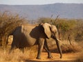 African bush elephant a crossing dirt road Royalty Free Stock Photo