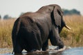 African bush elephant crossing river Royalty Free Stock Photo