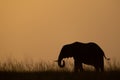 African bush elephant curls trunk at dusk