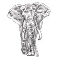 African Bush Elephant Digital Sketch Isolated On White