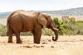 African Bush Elephant Drinking some Water Royalty Free Stock Photo