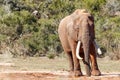 African Bush Elephant drinking water at the dam Royalty Free Stock Photo