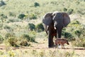 African Bush Elephant drinking water. Royalty Free Stock Photo