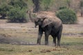 African bush elephant dusts itself by waterhole