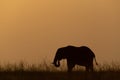 African bush elephant eating grass at sunset Royalty Free Stock Photo